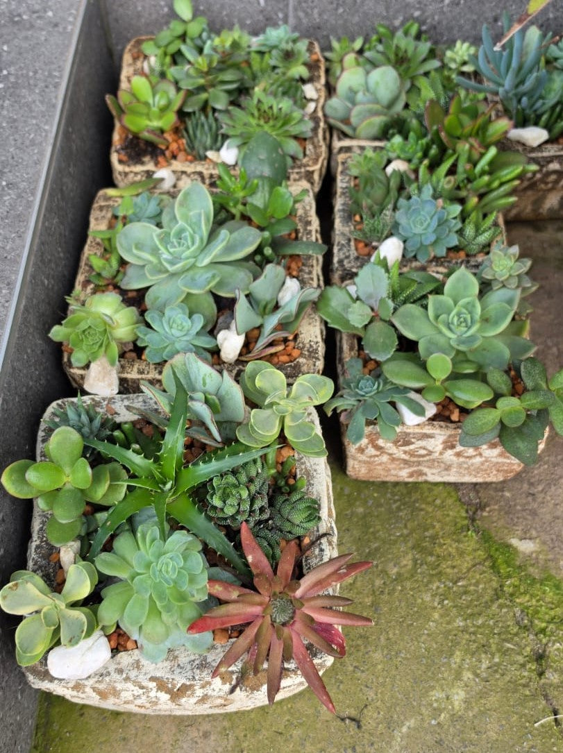 Large Potted Succulent Arrangement - 15cm x 15cm Square