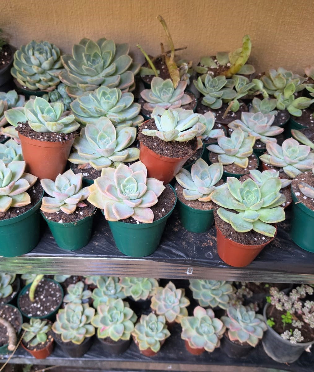 Graptopetalum Paraguayense - Ghost Plant - Mother of Pearl