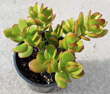 Jade Plant - Crassula ovata ‘Botany Bay’ each