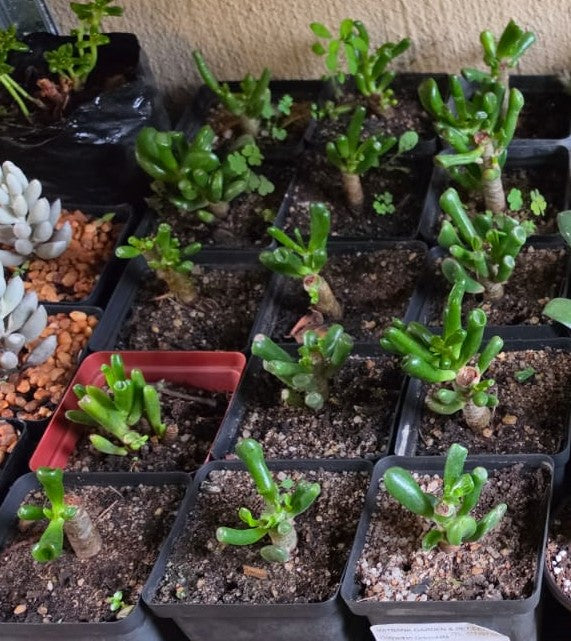 Shrek’s Ears – Crassula ovata ‘Gollum’