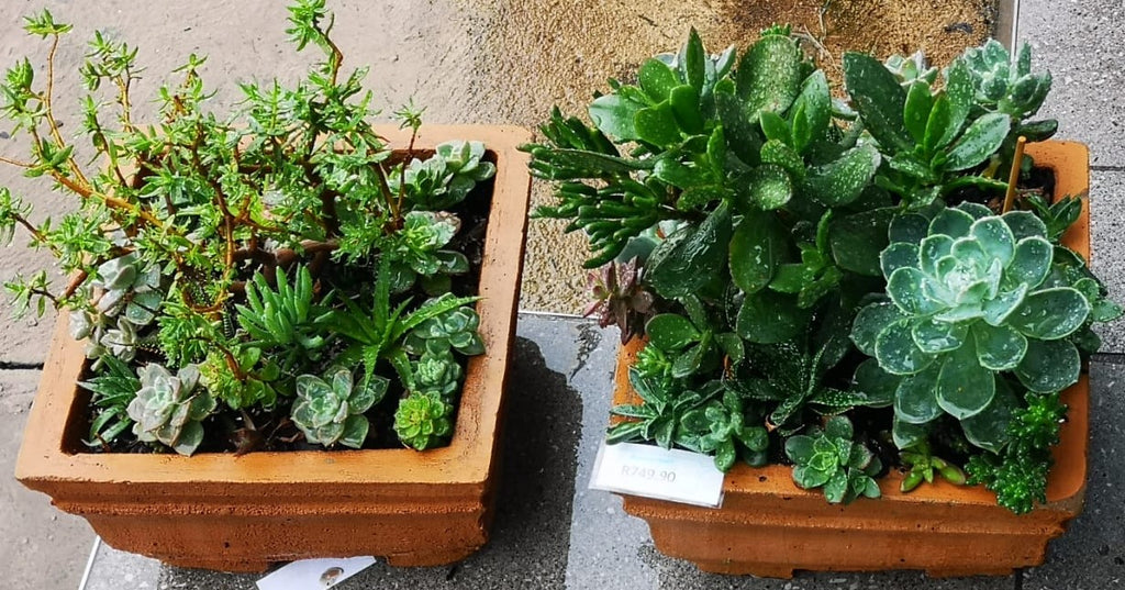 Large Potted Succulent Arrangement - 40cm x 40cm Square