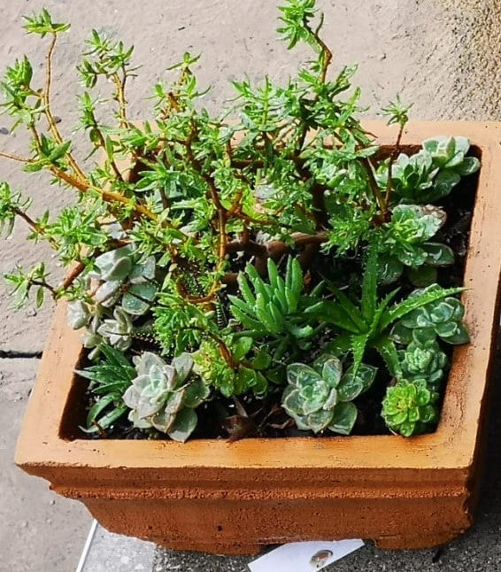 Large Potted Succulent Arrangement - 40cm x 40cm Square