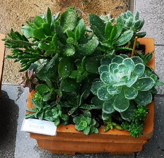 Large Potted Succulent Arrangement - 40cm x 40cm Square