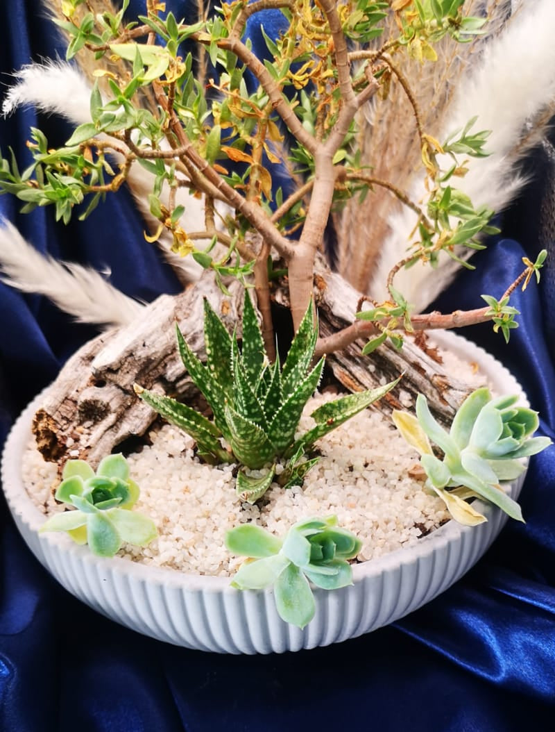 Potted plant with succulents on a blue fabric background