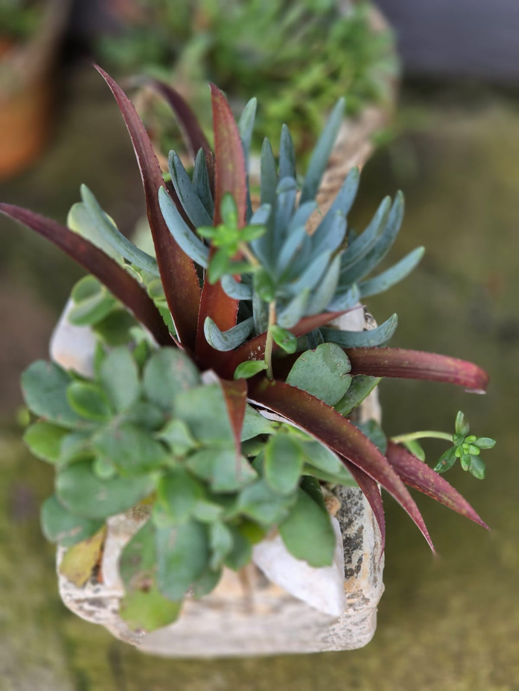 Potted Succulent Arrangement - 25cm(H) x 20cm x 20cm