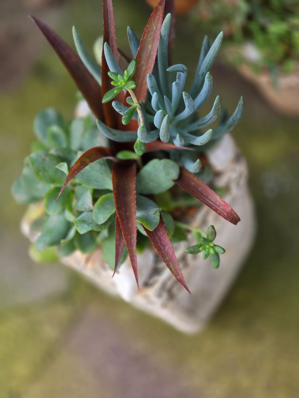 Potted Succulent Arrangement - 25cm(H) x 20cm x 20cm