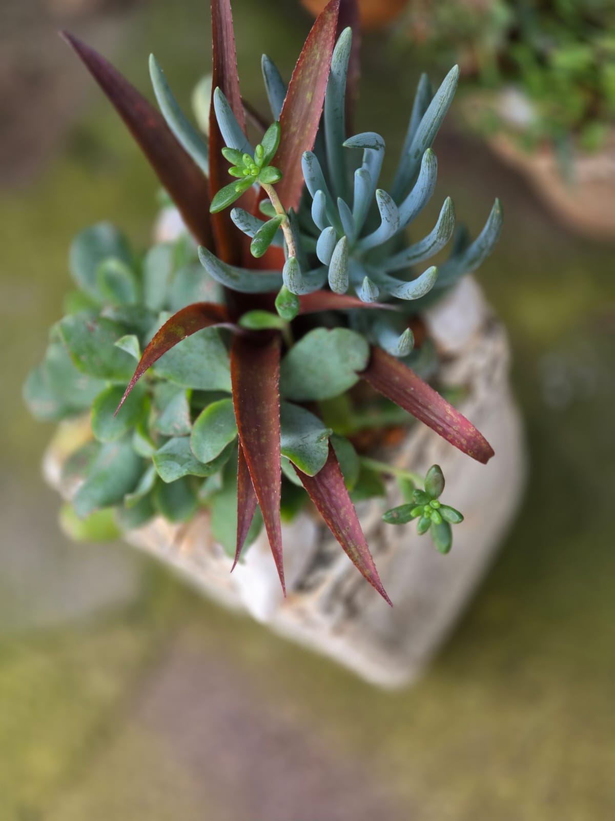 Potted Succulent Arrangement - 25cm(H) x 20cm x 20cm