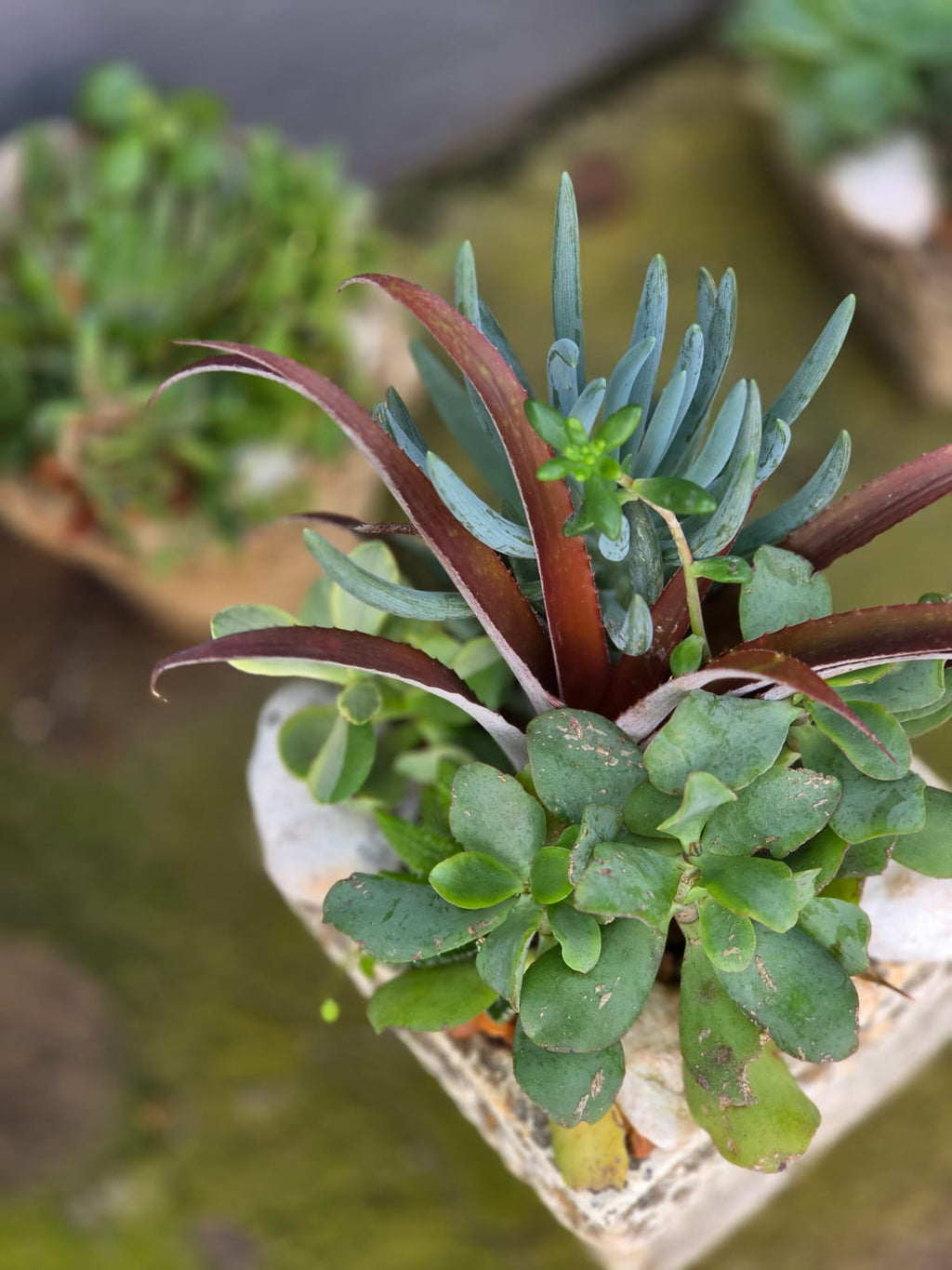 Potted Succulent Arrangement - 25cm(H) x 20cm x 20cm