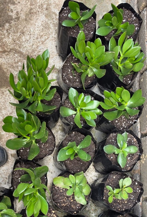 Jade Plant - Crassula ovata - each